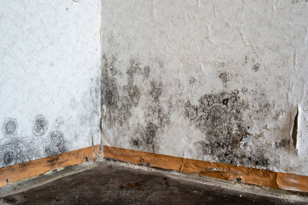 Carpet water damage restoration in Kirkland, IL